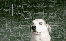dog doggo cute math formulas