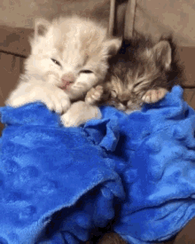 Cat Sleep GIF - Cat Sleep Together GIFs