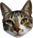 Cat Kitty Sticker - Cat Kitty Face Stickers