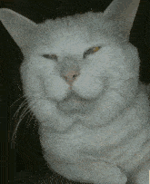 a close up of a white cat 's face with a black background