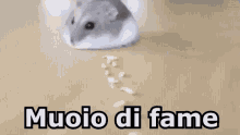 Muoio Fame Affamato Fame Convulsiva Criceto GIF - I Die Hungry Starved GIFs