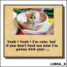 Memes Cat GIF - Memes Cat Funny GIFs