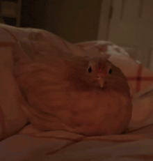 a chicken is laying on a bed with a blanket