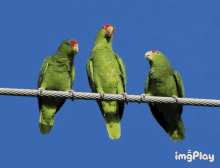 Parrot Parrots GIF - Parrot Parrots Zoom GIFs