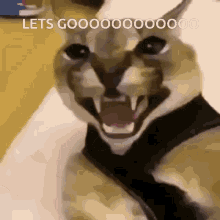Neekeri Lets Gooo GIF - Neekeri Lets Gooo Cat GIFs