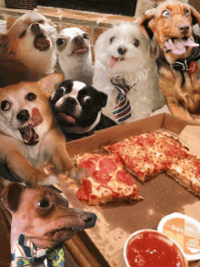 Dogs Cat GIF - Dogs Cat Pizza GIFs