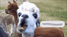 Heyy Llama GIF - Heyy Llama Eating GIFs