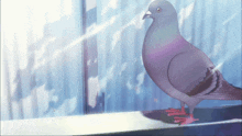 a pigeon is standing on a window sill looking out the window