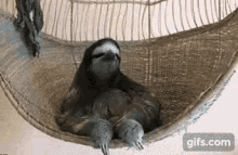 Uokey Sloth GIF - Uokey Sloth Paresseu GIFs