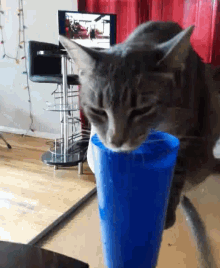 Thirsty Kitty GIF