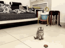 a kitten is playing with a toy in a living room next to a couch .