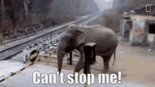 elephant cross tracks cant stop me