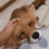 a close up of a person petting a fox 's head .