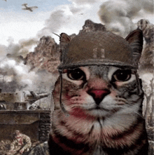 Cat War GIF - Cat War Shocked GIFs