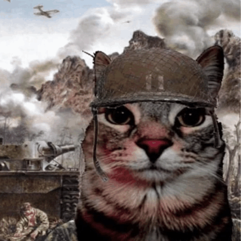 War Cat GIFs | Tenor