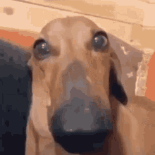 Dog Looking Down GIF - Dog Looking Down Ashamed GIFs