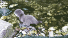 baby otter water oh god its cold its freezing