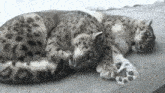 two snow leopards are laying on the ground .