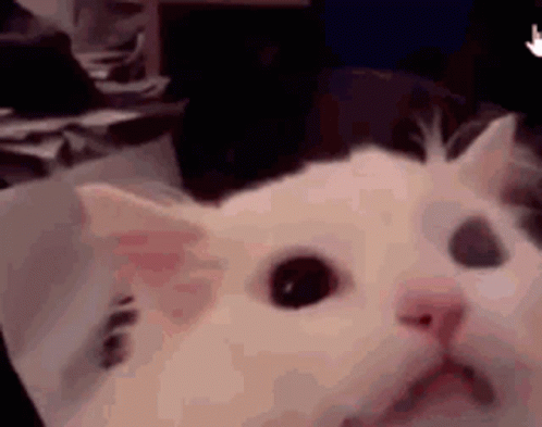 Cat Scream GIF - Cat Scream Scary GIFs