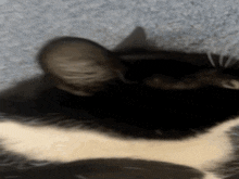 Cat Silly GIF - Cat Silly Seamoretheseal GIFs