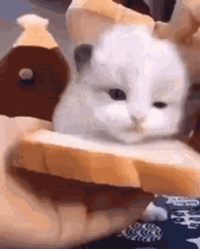 Cat Sandwich GIF