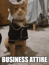 a cat is wearing a black shirt with the words business attire on it .