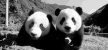 Panda Cute GIF - Panda Cute Closeup GIFs