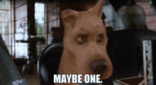 Scooby Doo Maybe One GIF