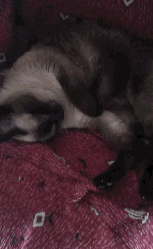 Sleeping Cat GIF - Sleeping Cat GIFs