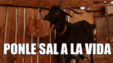 Cabra Sal GIF - Cabra Sal Goat GIFs