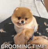 Dog Groom GIF - Dog Groom Grooming GIFs