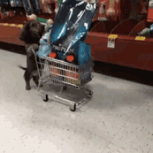 Dog Trolley GIF - Dog Trolley Shopping GIFs