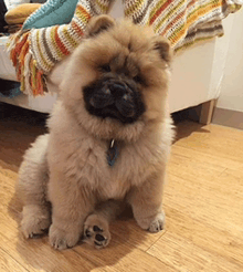 a small puppy is sitting on a wooden floor next to a couch .