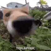 a close up of a dog 's nose standing in the grass .