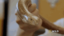 Looking Around National Geographic GIF - Looking Around National Geographic Secrets Of The Zoo Down Under GIFs