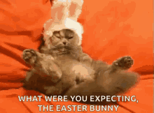 easter kitty what were you expecting the easter bunny funny cat happy easter