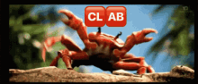Clab GIF - Clab GIFs
