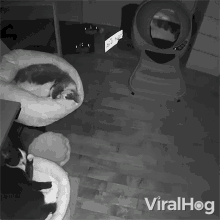 Bed Flips Over Cat Viralhog GIF