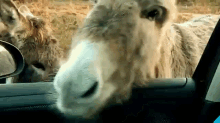 Itchy Face GIF - Mule Donkey Itchy GIFs