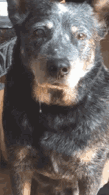 Dog Drooling GIF - Dog Drooling Staring GIFs
