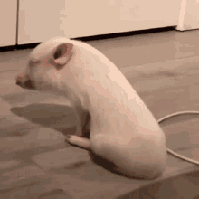 Pig Dancing GIF - Pig Dancing Shake GIFs
