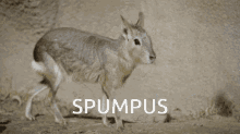 Spumpus GIF - Spumpus GIFs