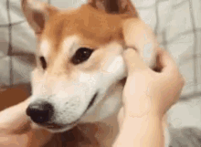 dog puppy cute pinch pinch face