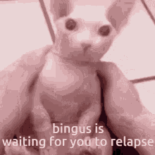 Bingus Bingus Is Waiting For You To Relapse GIF - Bingus Bingus Is Waiting For You To Relapse Waiting For You To Relapse GIFs
