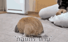 กระต่าย ก้อน ฟู กลม GIF - Lump Chunk Chubby GIFs