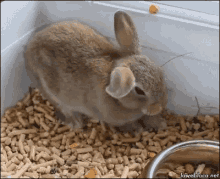 Desmaio GIF - Bunny Rabbit Drop Dead GIFs