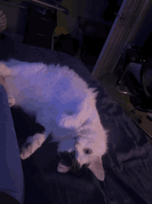 Pouncy Cat GIF - Pouncy Cat Cute GIFs