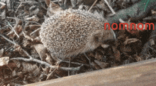 a hedgehog is laying on the ground with the word nomnom in red