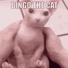 Bingo Bingus GIF - Bingo Bingus Bingo The Cat GIFs