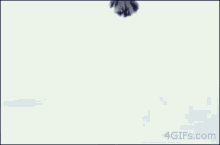 Cat In Snow! GIF
